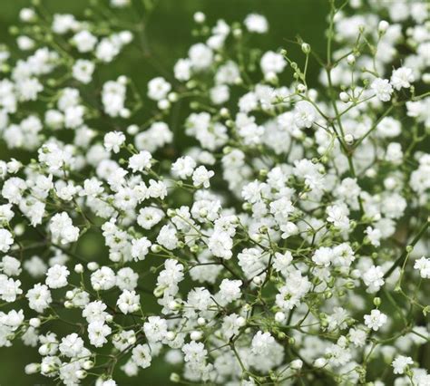 9 Tiny Flowers With Big Influence In Your Garden Tiny White Flowers