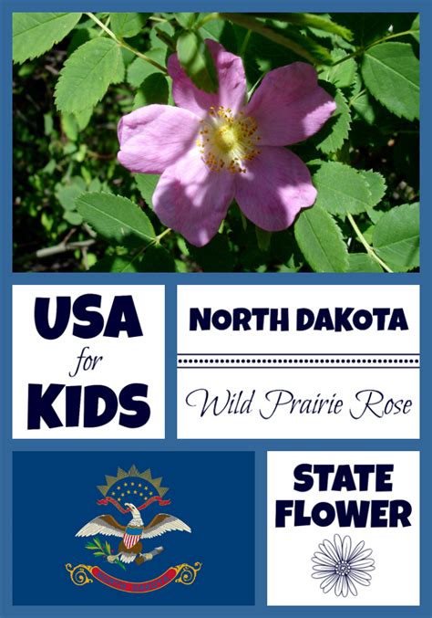 North Dakota State Flower Prairie Rose By Usa Facts For Kids