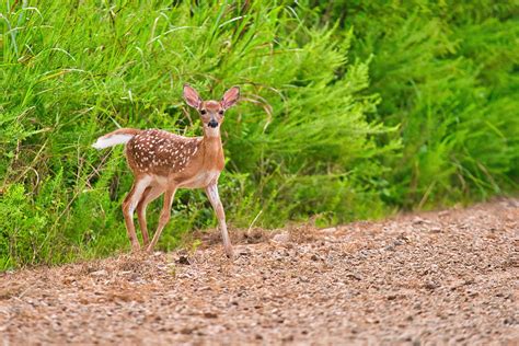 We did not find results for: Whitetail Fawn At Fort Chaffee | Steve Creek Photography