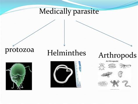 Ppt Parasites Powerpoint Presentation Free Download Id 2371955