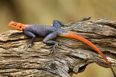 Agama Lizard Taken With A 500mm Jim Zuckerman Photography And Photo Tours