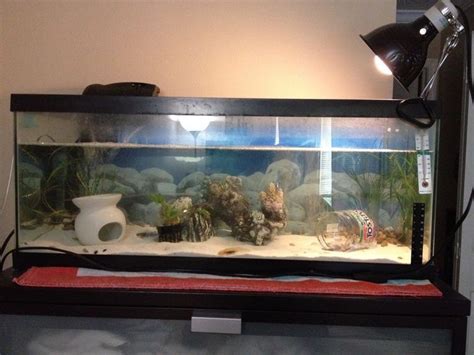 Axolotl Tank Projects To Try Salamanders Mexican Aquariums Pets