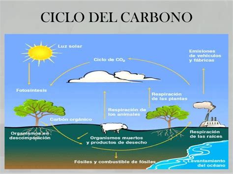 Uvl Geografia 1 Ciclo Del Carbono