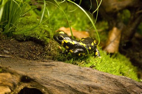 Paludarium F R Salamander Und Unken F R Den Tierpark Herborn