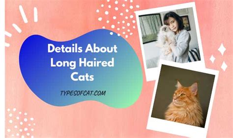 Details About Long Haired Cats