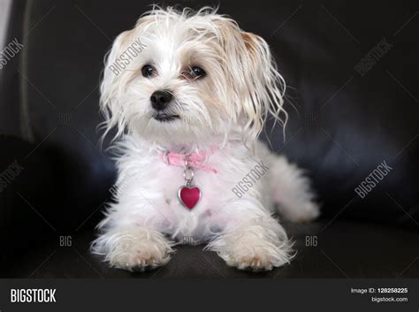 Yorkshire Terrier Maltese Mix