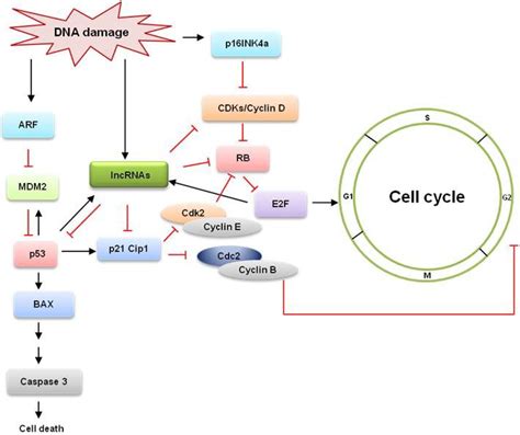 Retinoblastoma Protein Cell Cycle