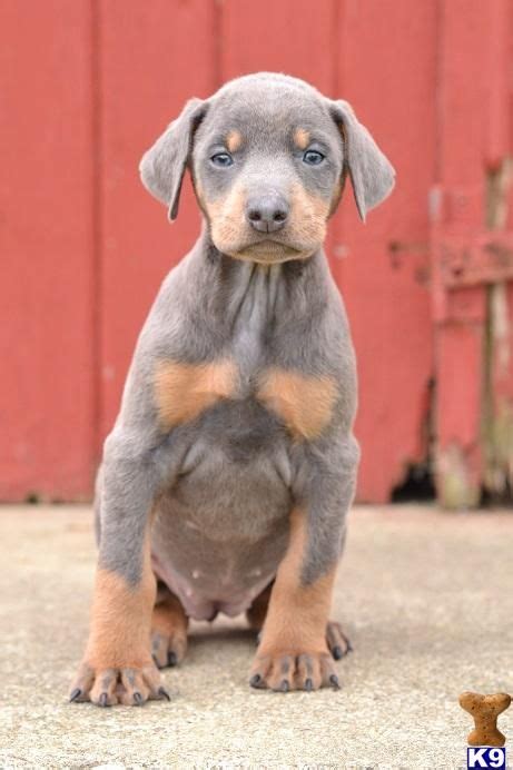 Place a free ad today! White Doberman Pinscher Puppies Pictures and Photos ...