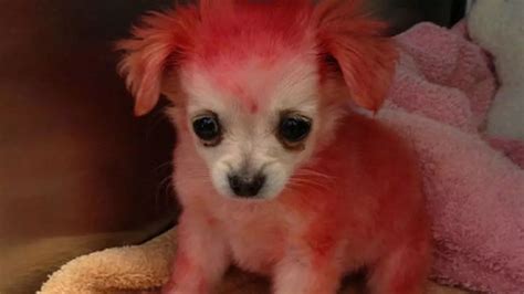 Pink Puppy Chihuahua Named Candy Found Abandoned In The Street With