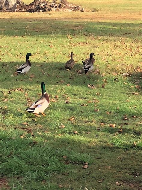 Many feeds are medicated, so make sure you check the label on the packaging. Wild Flying Mallard Ducks - Baby Ducklings | Cackle Hatchery