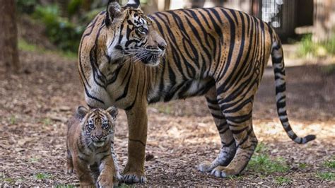 In This Tuesday April 26 2016 Photo Provided By The San Diego Zoo
