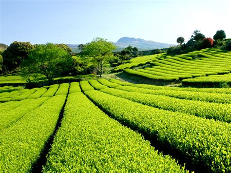 Korea Green Tea Green Tea Farm In Jeju Island