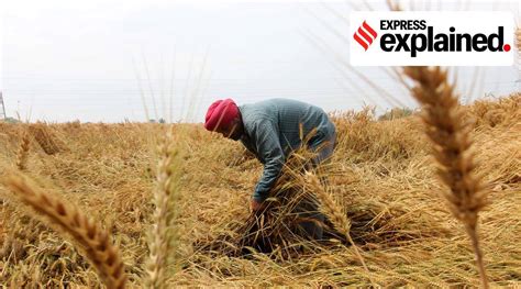Explained How Punjab Can Achieve Crop Diversification Odisha Expo