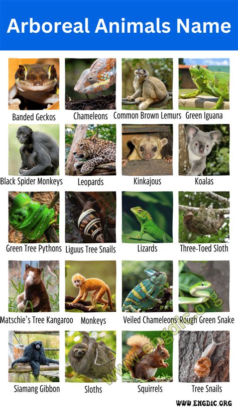 23 Arboreal Animals Name Tree Animals Name Engdic