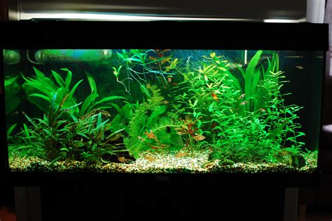 Java fern microsorum pteropus buy 2 get 1 free | beginner live aquarium aquatic plants freshwater plant for planted tank , best tropical plants for fish tanks for sale online. Plants | Freshwater Aquarium Talk