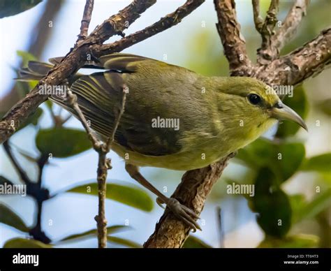 Endemic to the island of Kauai in Hawaii, the Kauai Amakihi