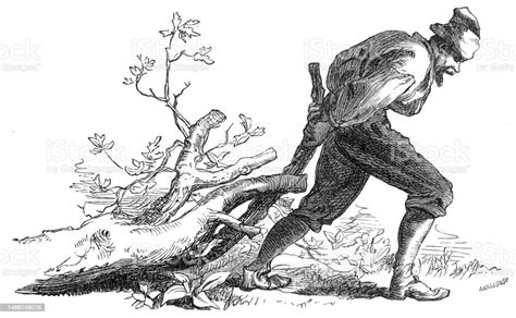 Vetores De Ilustração Antiga Robinson Crusoé Puxando Uma Árvore E Mais Imagens De Adulto Istock
