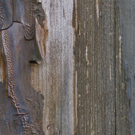 Old Aged Weathered Grunge Color Peel Wood Texture Detailed Vertical