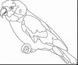Parrot Coloring Outline Drawing Fabulous Designlooter Getdrawings 29kb 1203 1015px sketch template