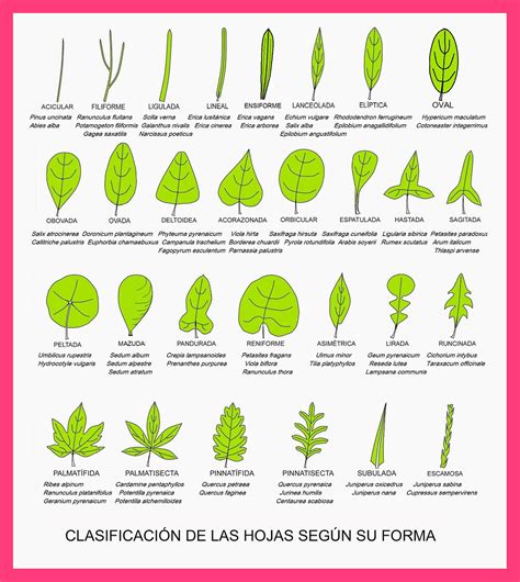 Flora De Pirineos La Forma De Las Hojas