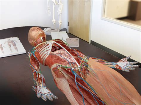 Lymph nodes of upper limb , axillary lymph nodes , human anatomy : Going Inside of Your Body with The Human Anatomy Atlas AR ...