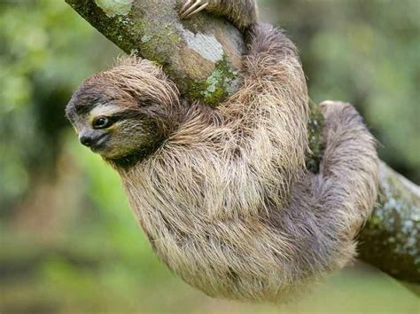 Sloth Three Toed Sloth The Slowest Mammal On Earth Nature On Pbs
