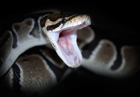 Snake Bite My Ball Python Care Flickr