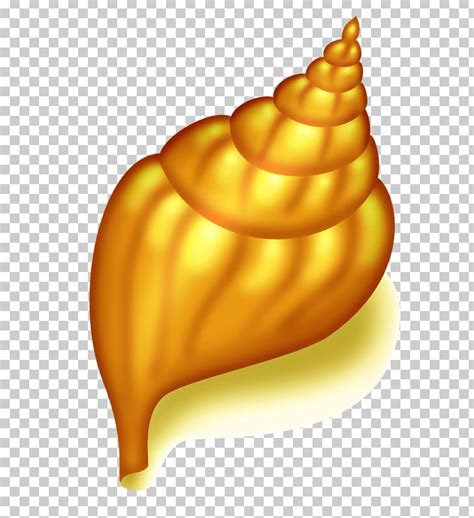 Seashell Conch Png Clipart Color Conch Drawing Encapsulated