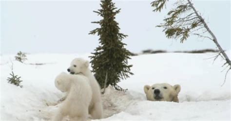 Beat The Heat With Polar Bear Cubs Playing In The Snow Cbs News