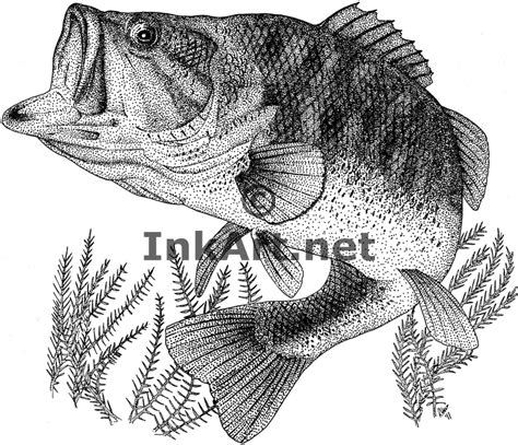 Largemouth Bass Stock Art Illustration