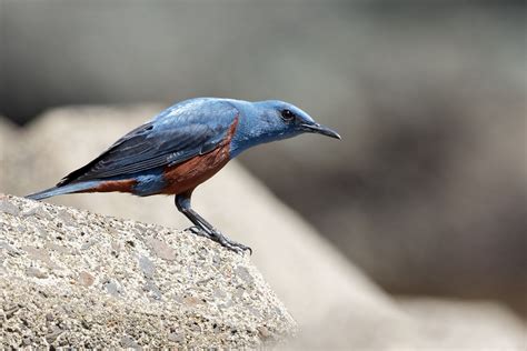 Blue Rock Thrush Hakodate Birding