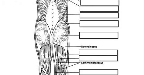 Human body muscle diagram detailed. Unlabeled posterior muscle diagram | Muscular System ...