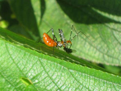 Instant bed bug assassins has multiple locations in florida, indiana, kentucky, ohio & illinois to take care of your bed bug issues. Milkweed Assassin Bug nymph - Zelus longipes - BugGuide.Net