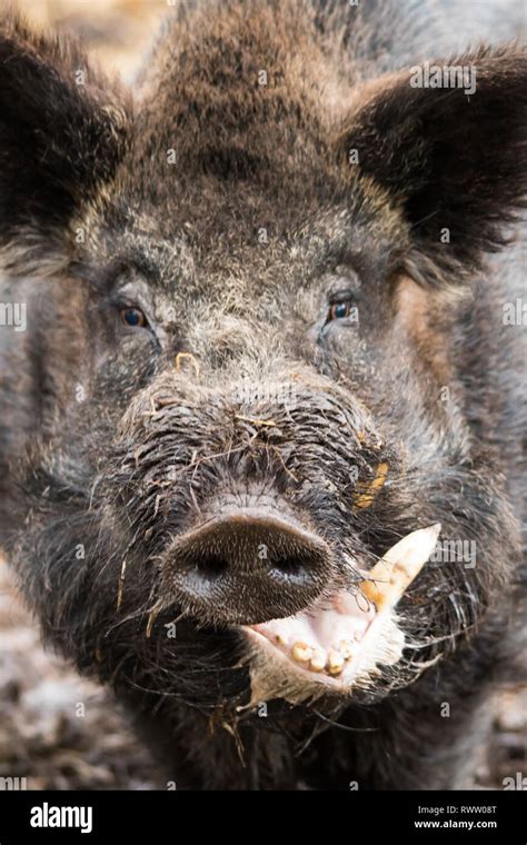 Pig Face Close Up Hi Res Stock Photography And Images Alamy