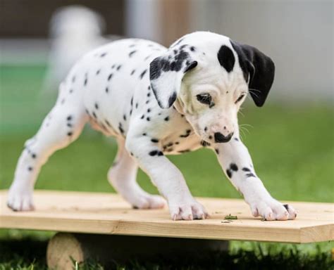 How Much Is A Dalmatian Puppy Photo Bleumoonproductions