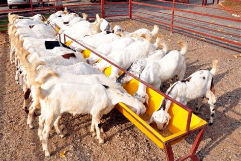 10 Most Profitable Livestock Farming Business Upvey
