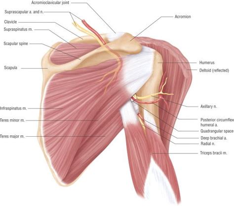 The scapula (shoulder blade), clavicle (collarbone) and humerus rotator cuff, a network of muscles and tendons that cover the top of the humerus, or. anatomy deltoid | Quadrangular, Ombro