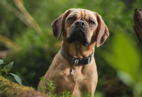 Puggle Dog Breed Everything Know About The Mixed Breed Ihomepet