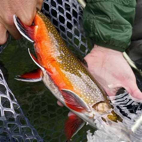 Fly tying clowns, clark pierce (cheech) and curtis fry, help to demystify the mysterious mysteries of the fly tying universe. 1,864 Likes, 7 Comments - Fly Fish Food (@flyfishfood) on ...