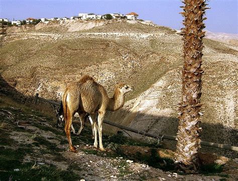 Hiking The Israel National Trail With Camels Eilat Budget Conscious