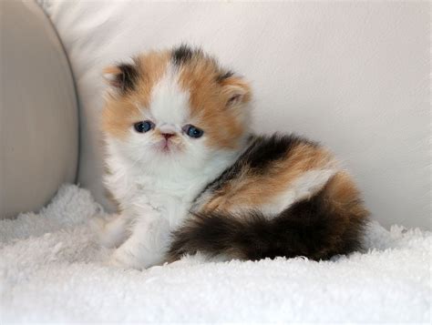 Kitten Persian Cat Calico Pets Lovers