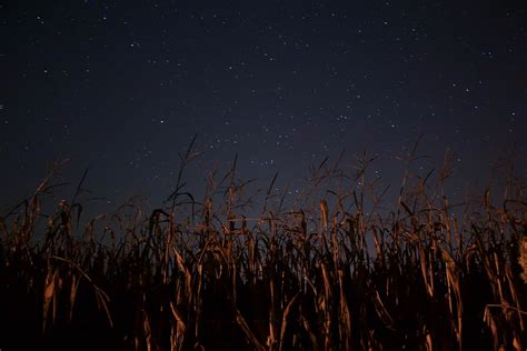 Brown Grass During Night Time Photo Free Nature Image On Unsplash