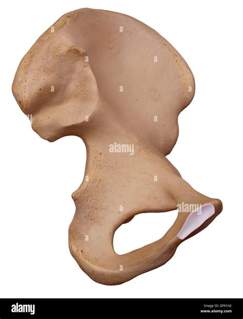 Human Hip Bone High Resolution Stock Photography And Images Alamy