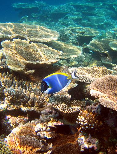 Diving Maldives 2009 Surgeonfish Christian Jensen Flickr