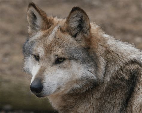 Hunting And Mexican Gray Wolf Recovery Rewilding