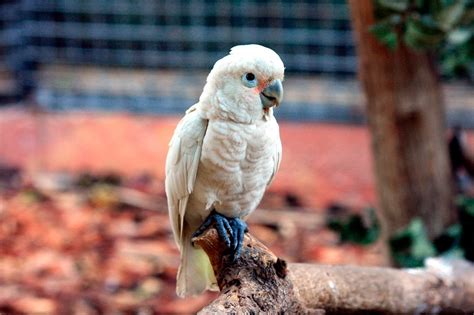 Suchen sie nach kakadus oder inserieren sie einfach und kostenlos. Tanimbar cockatoo (Cacatua goffiniana) - Exotic birds