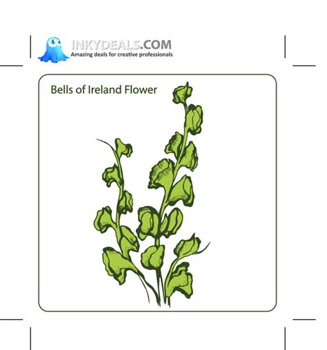 Bells Of Ireland Flower Freevectors
