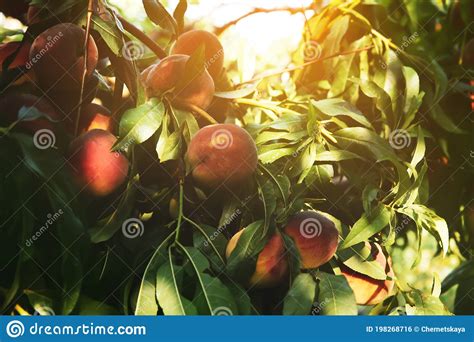 Ripe Peaches On Tree Branch In Garden Stock Photo Image Of Harvest