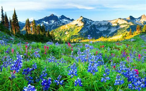 Free Download Flowers Mountain Wildflowers Wallpaper Wallpapers