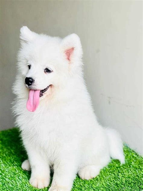 Find Purebred Samoyed Dogs And Puppies For Sale Mr N Mrs Pet